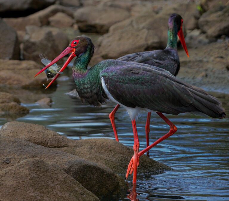 Fishing, Linda Stedman