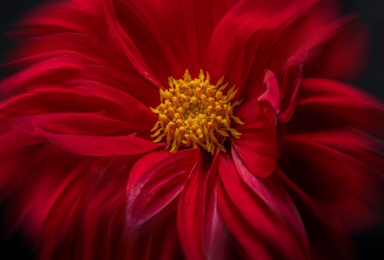 Flower art, Annaline Werth