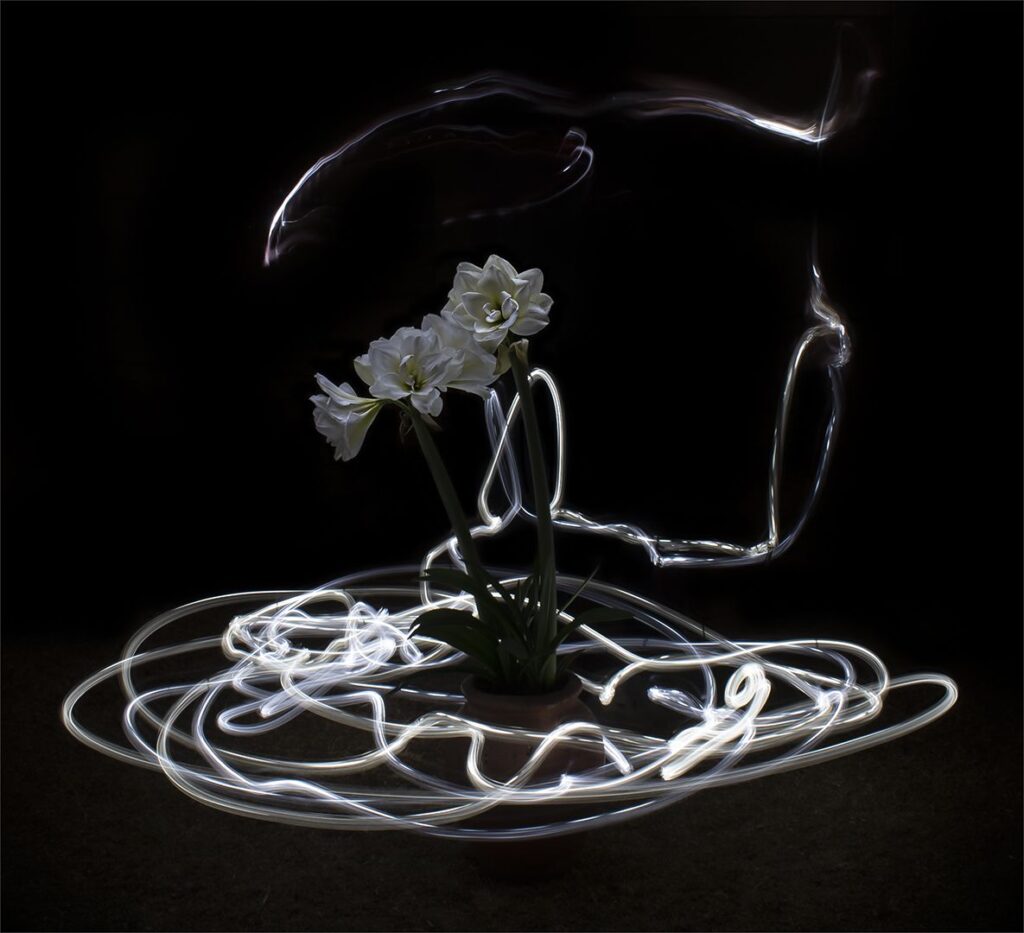 Flowers Bring Light in the World