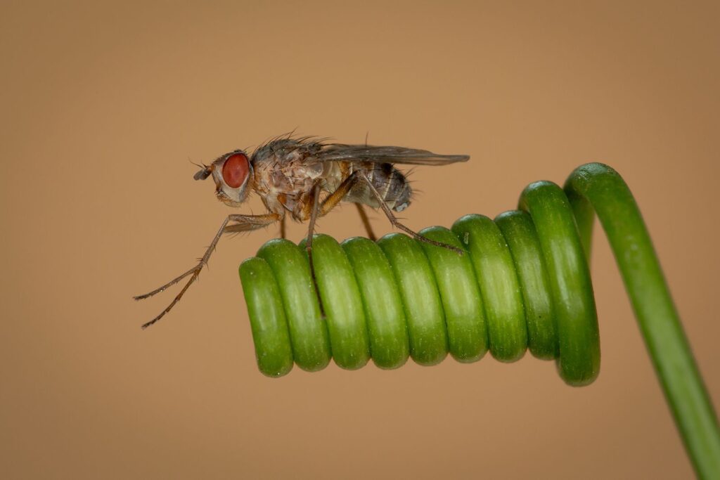 Fly on Twirly