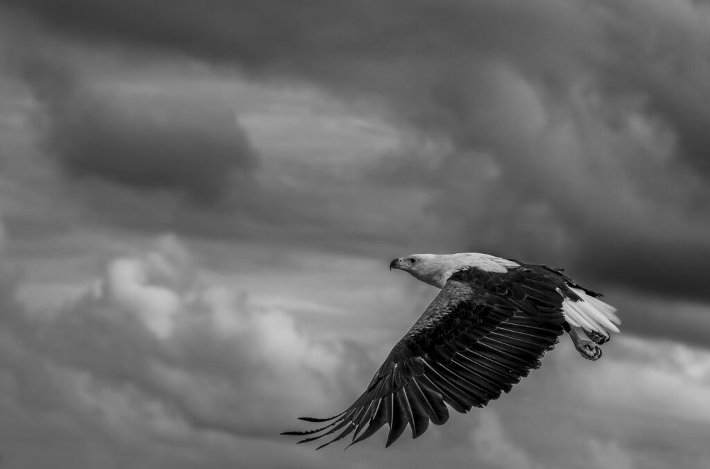 Flying High