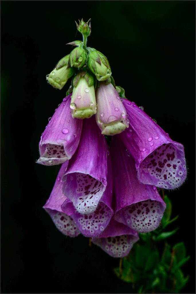 Foxglove