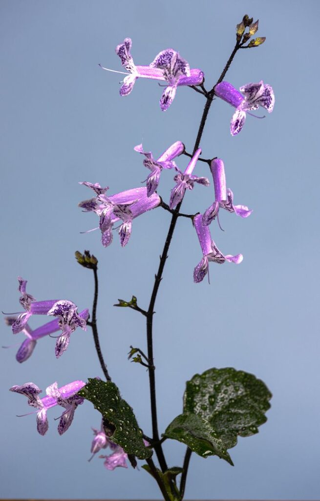 Fyn Pers Blommetjie