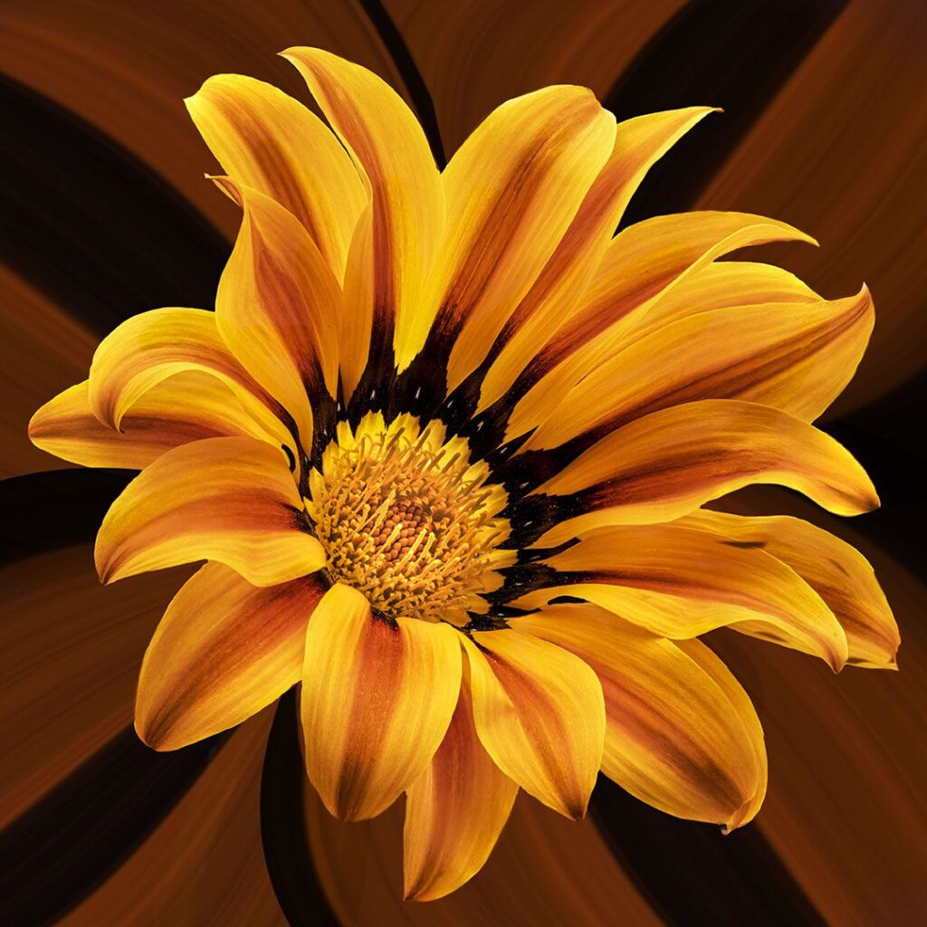 Gazania