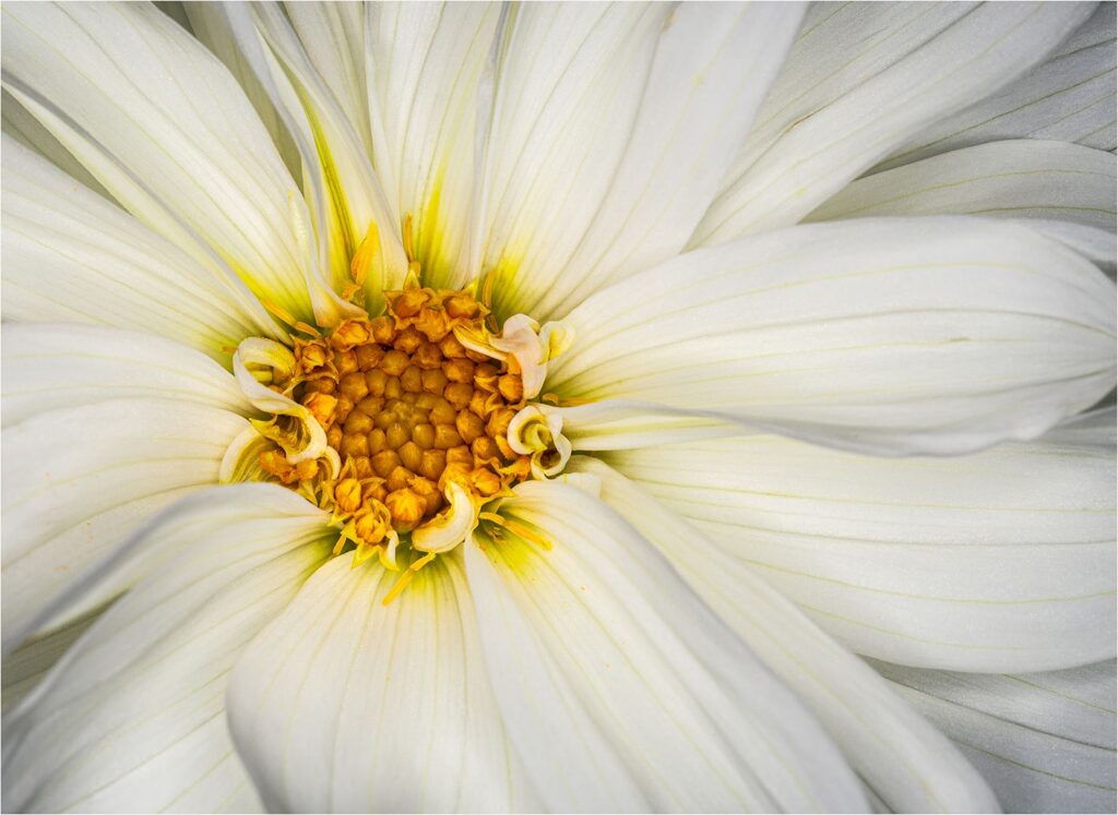 Gerbera White Daisy
