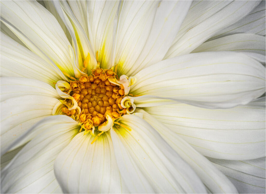 Gerbera White Daisy, Fraser Bryce
