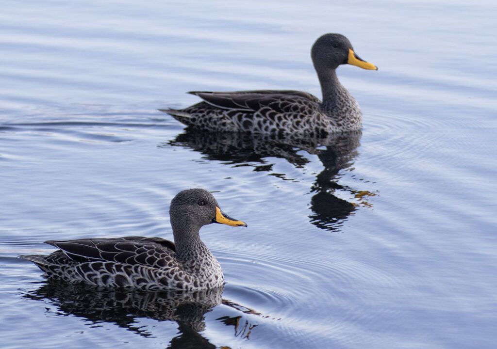 Get your Ducks in a Row