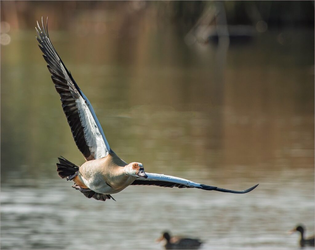 Goose in flight
