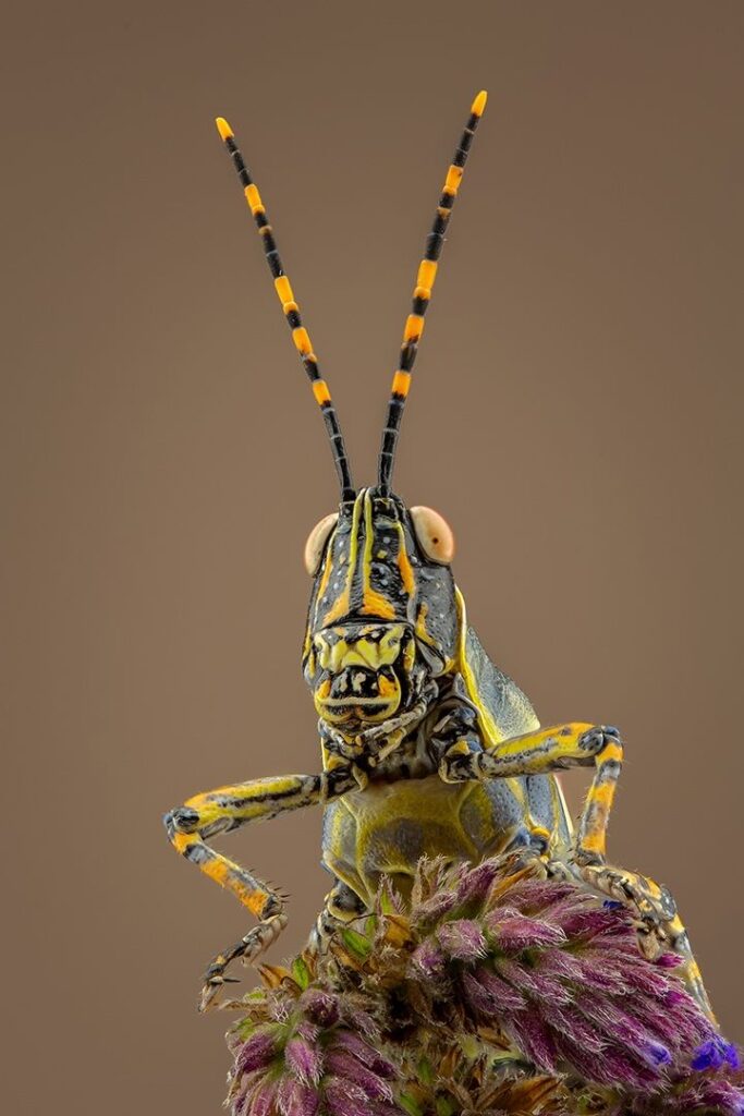 Grasshopper Portrait