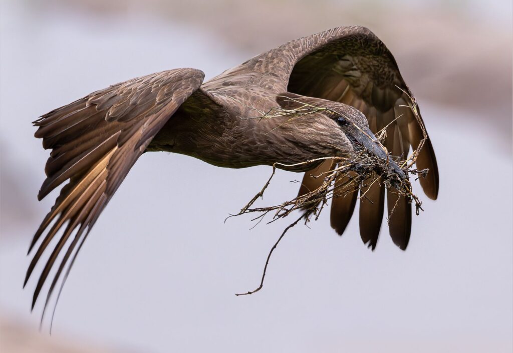 Hamerkop collecting for nest