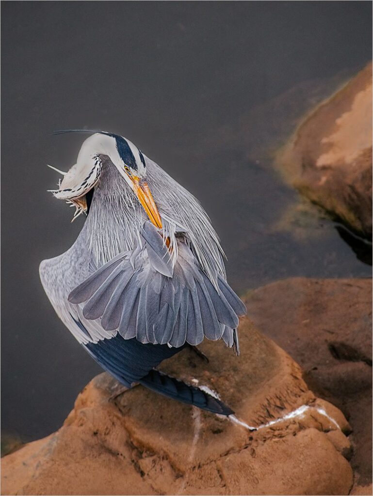 Heron Stretch