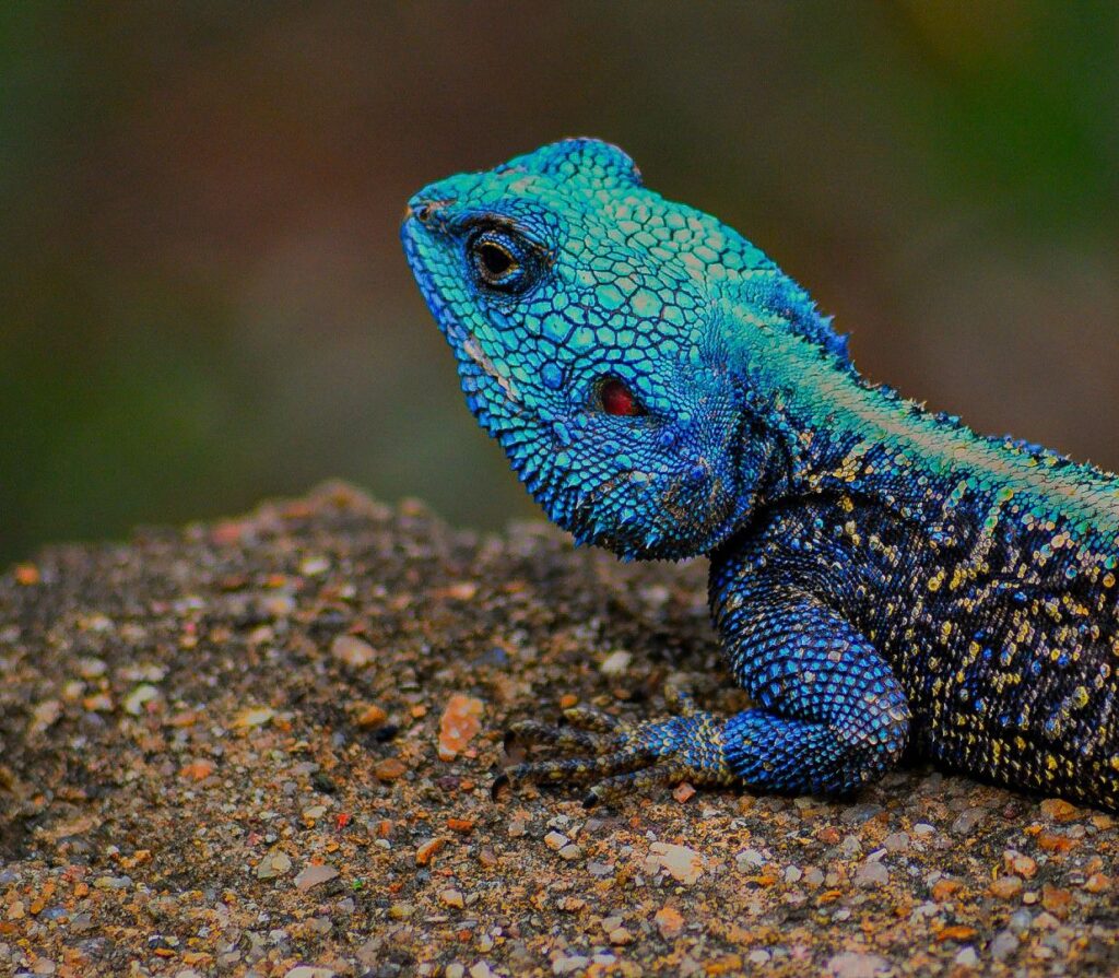 Hi my Name is Blue