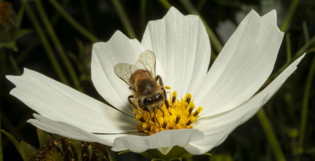 Honey Seeker