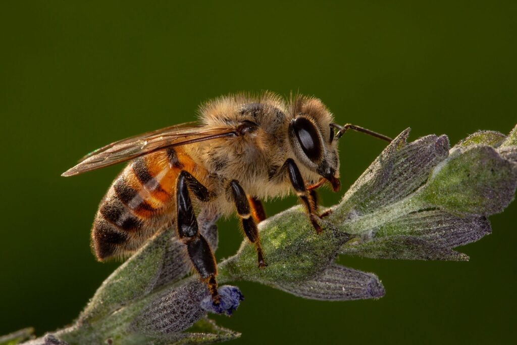 Honey bee