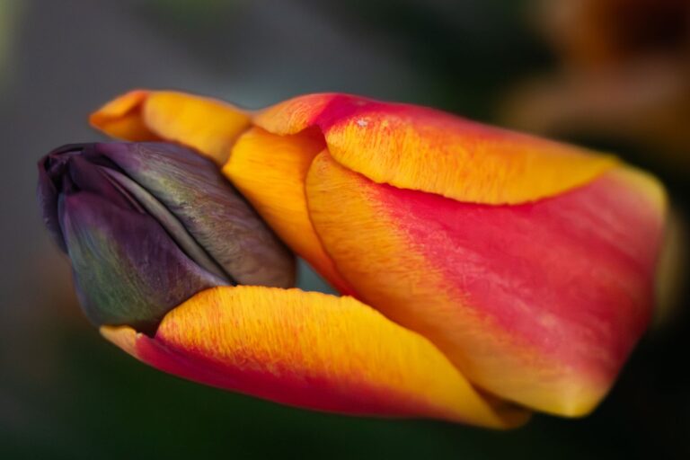 Hungry Tulip