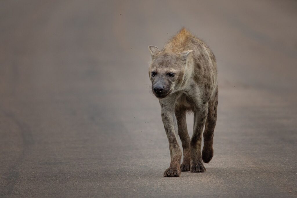 Hyena stroll