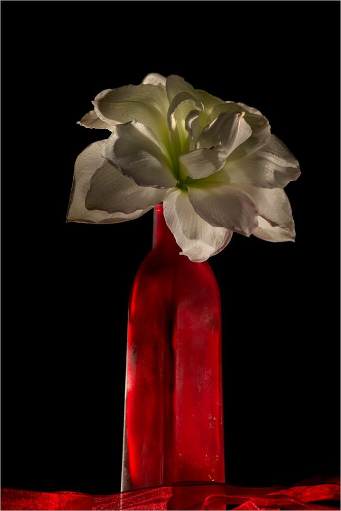 I will bloom
