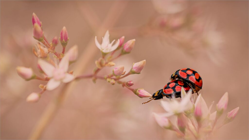 In the Soft Light of Spring