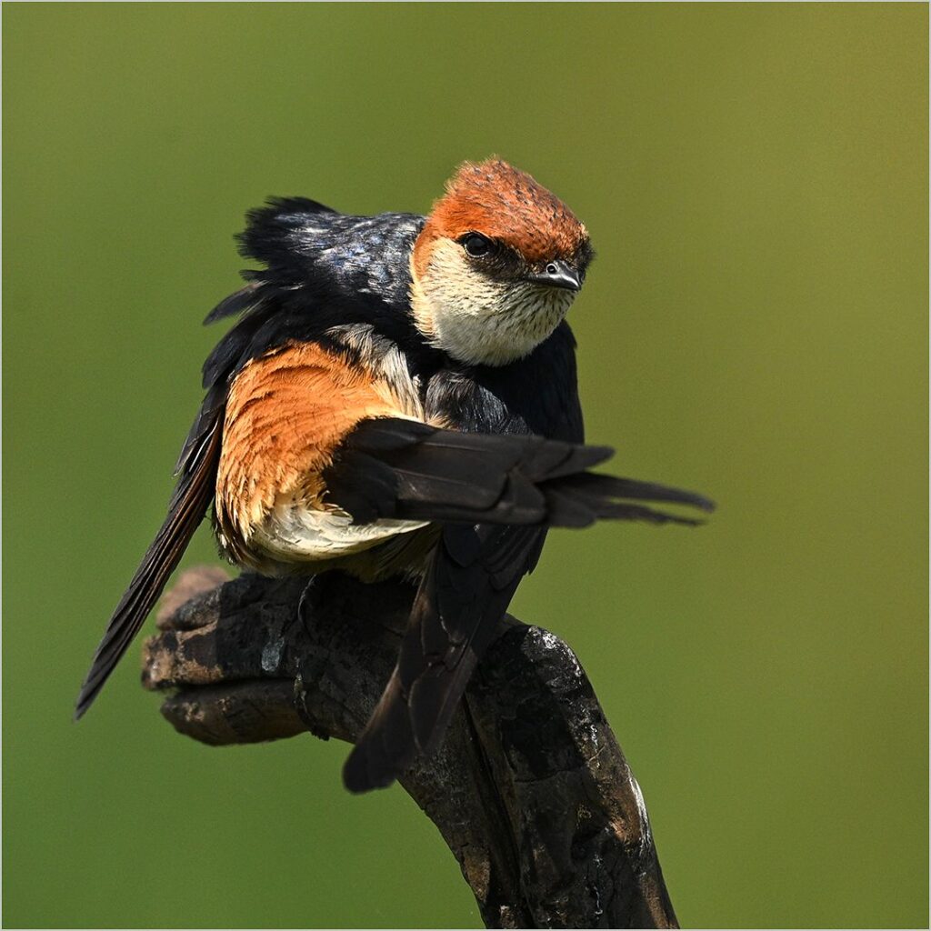 Itchy