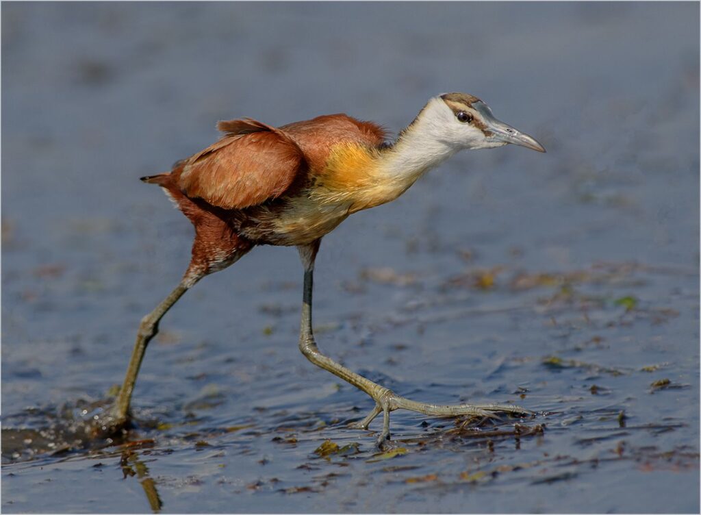 Jacana Chick