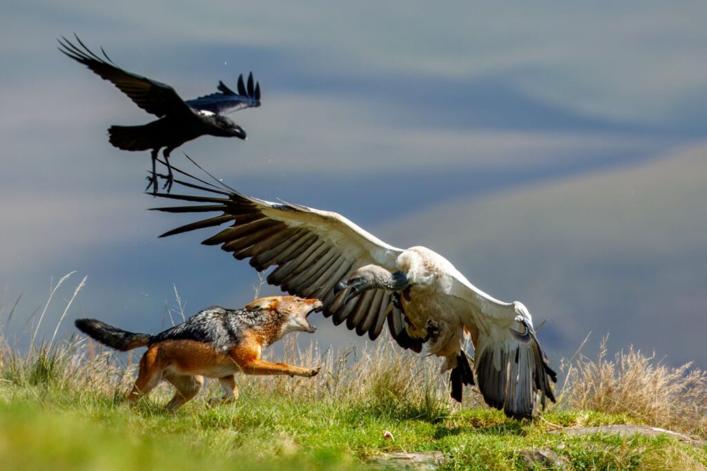 Jackal Vulture