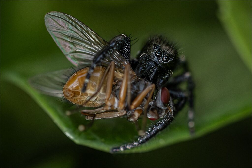 Jumping spider with fly