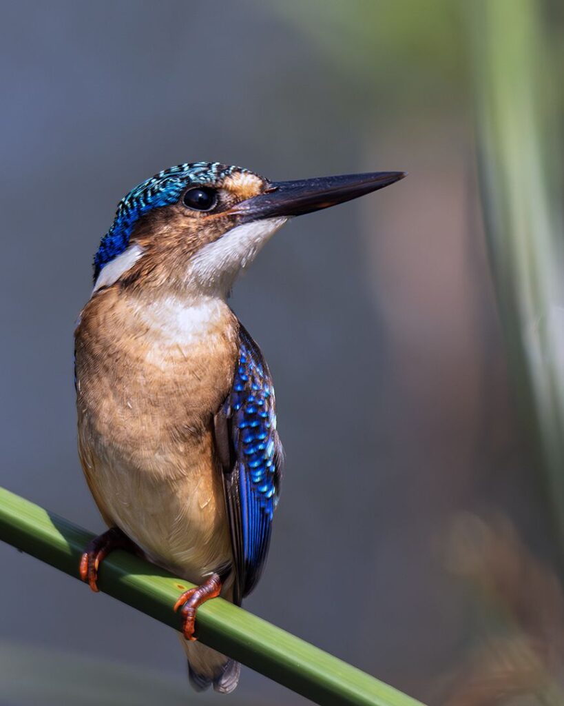 Juvenile Malachite Kingfisher