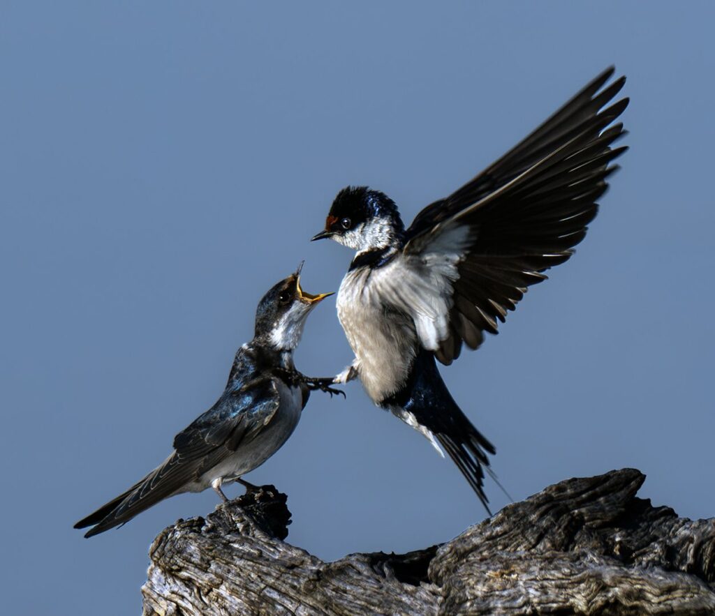 Juvenile white throated swallow wanting food