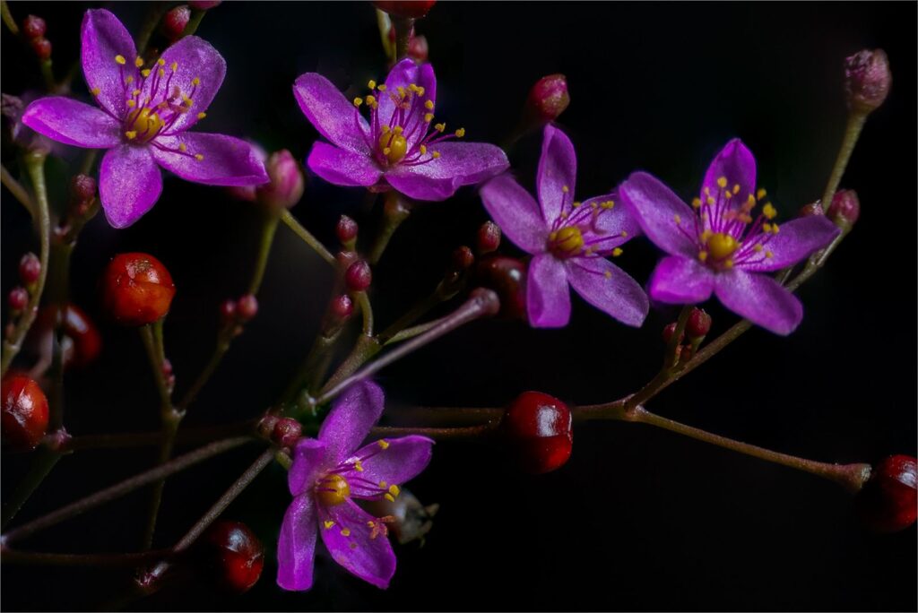Klien Blommetjies