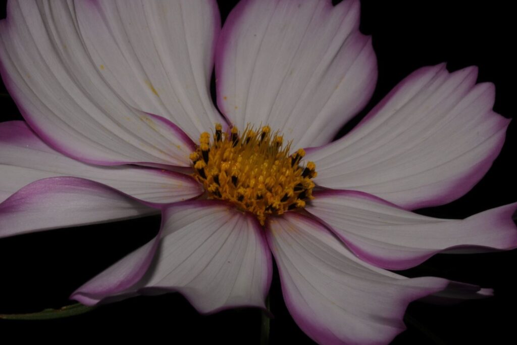 Kosmos from my Lens