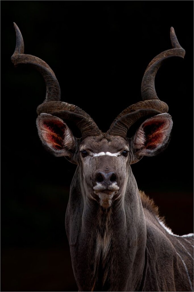 Kudu Bull