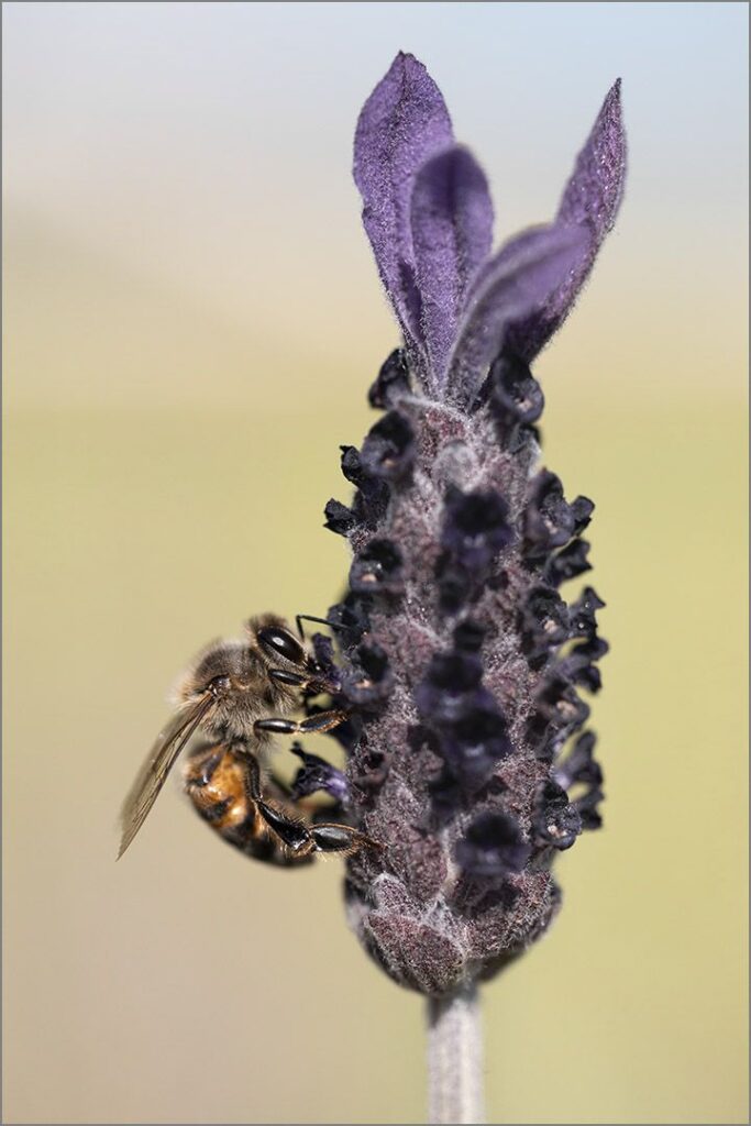 Lavender Food