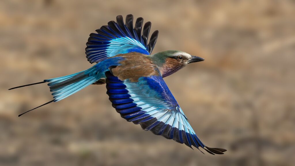 Lilac breasted roller