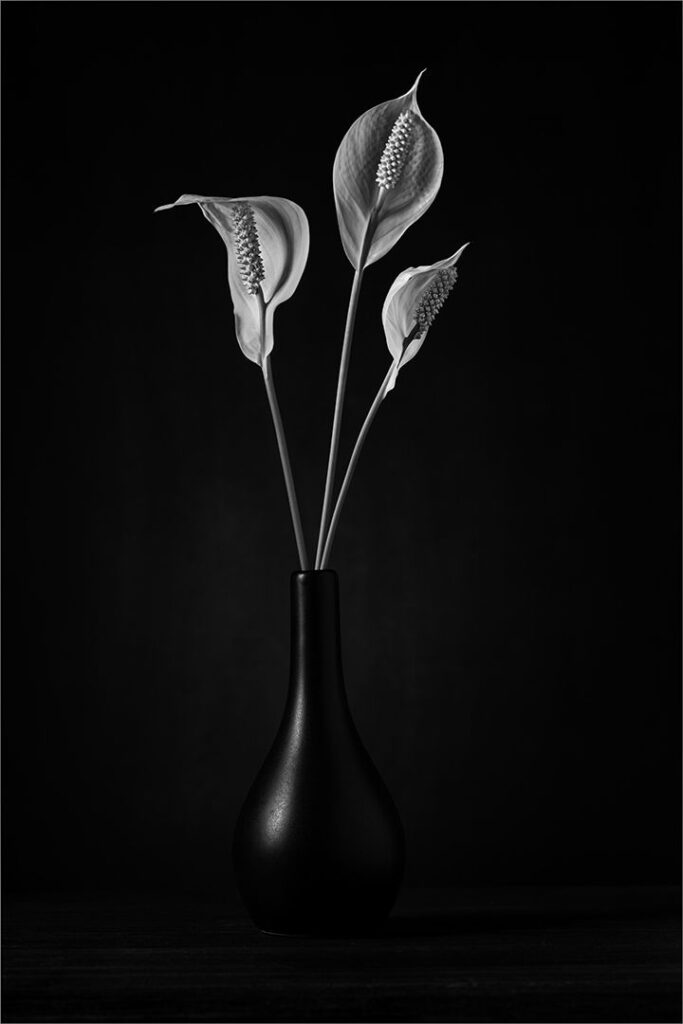 Lily Trio in Vase