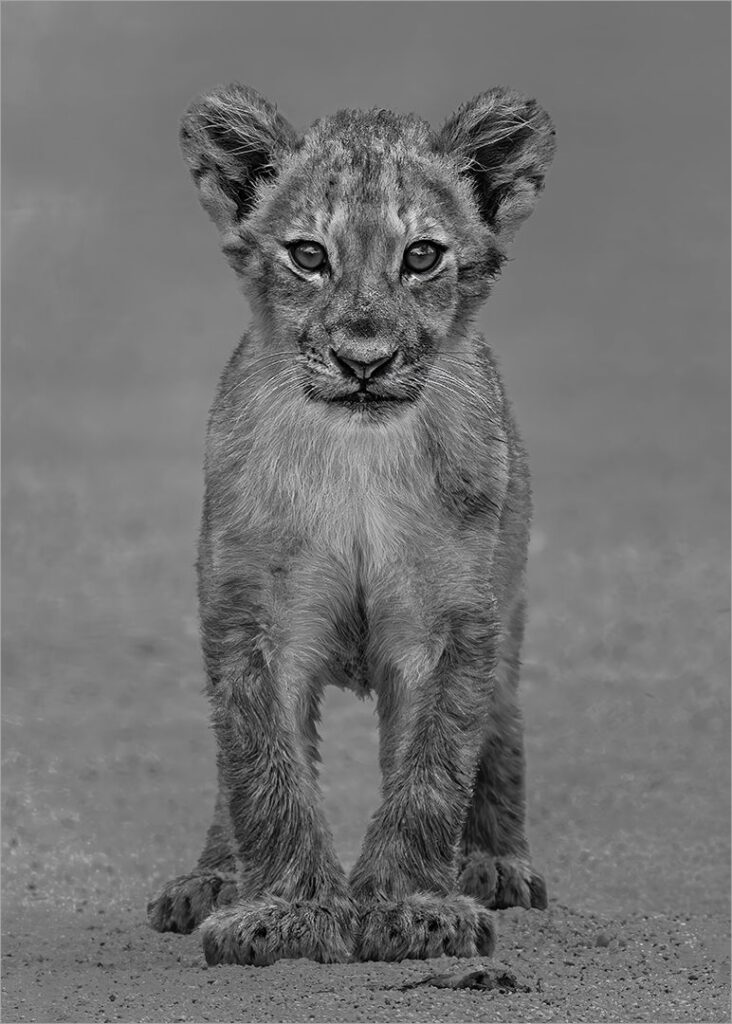 Lion cub