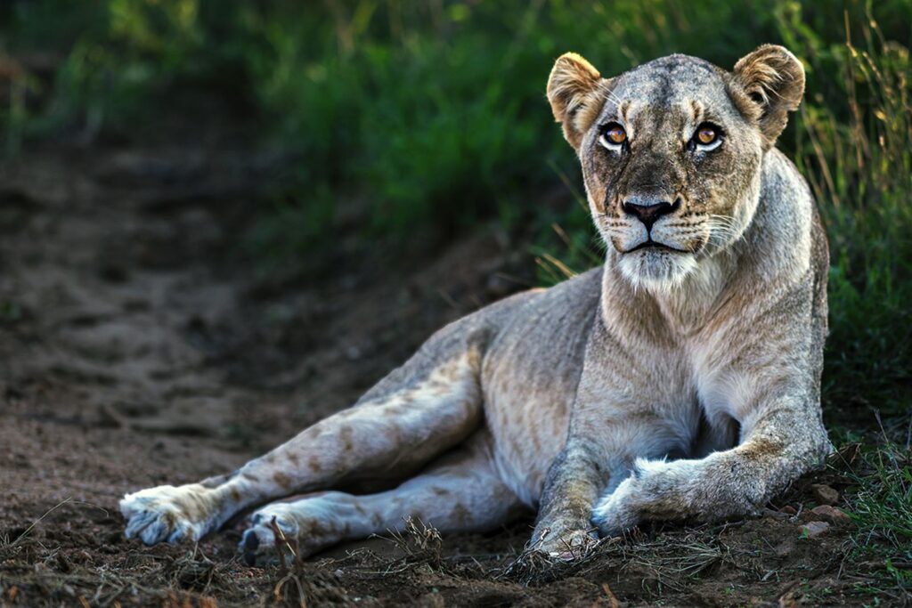 Lioness