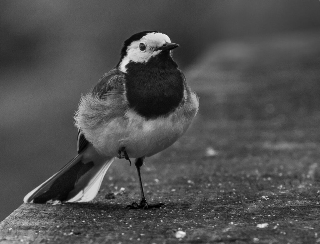 Little Birdy
