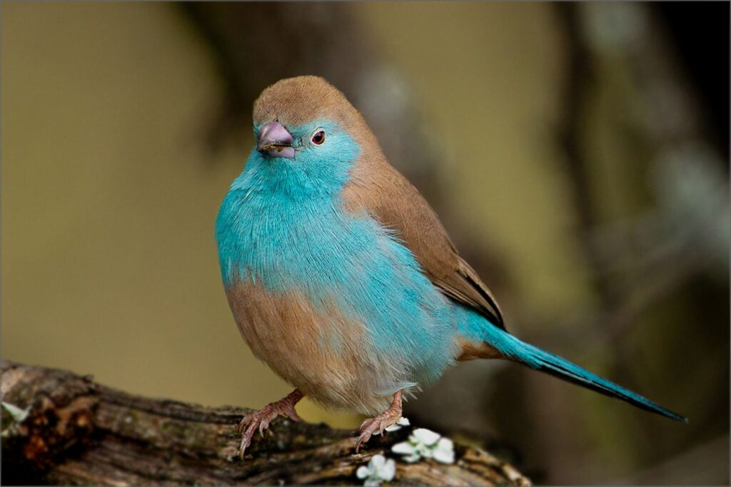 Little Blue
