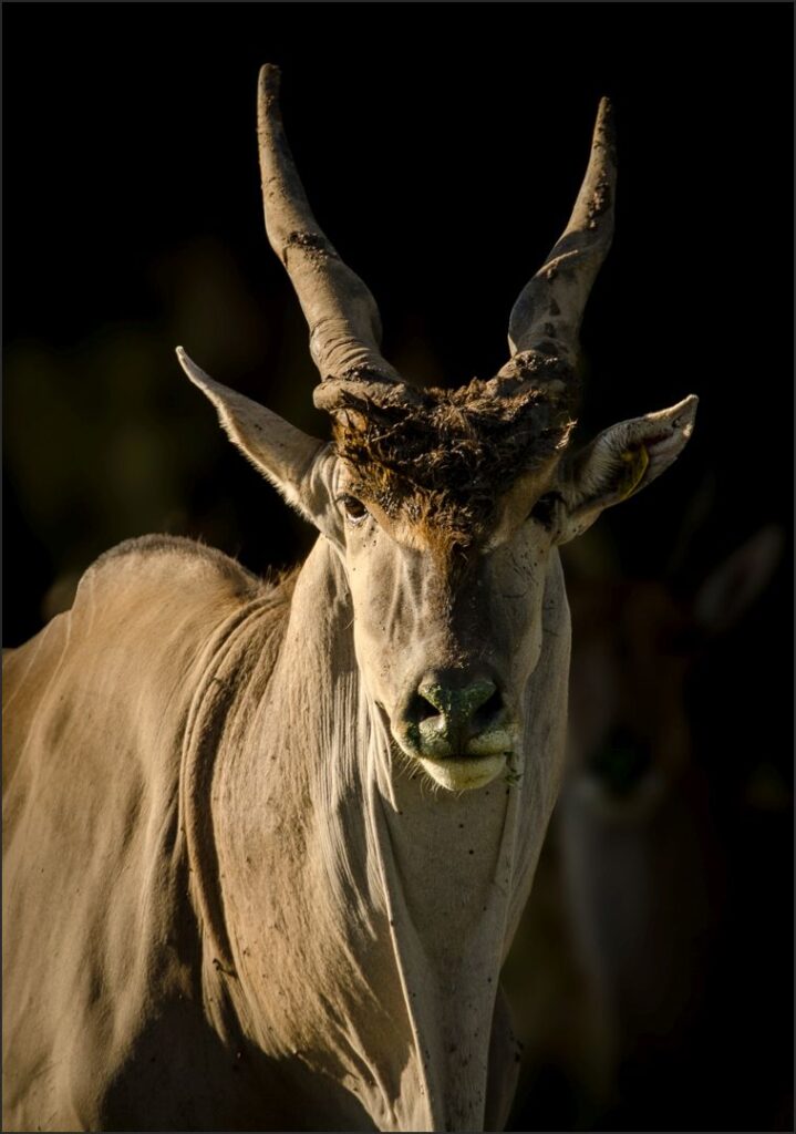 Livingstone Eland