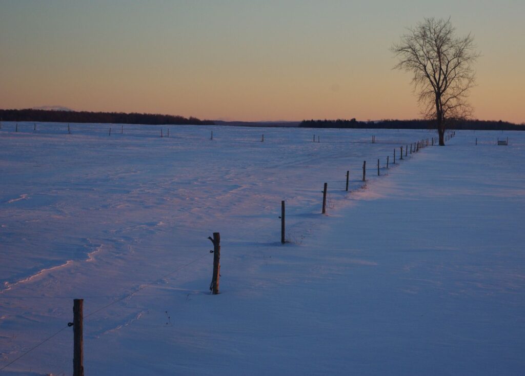 Lonely tree