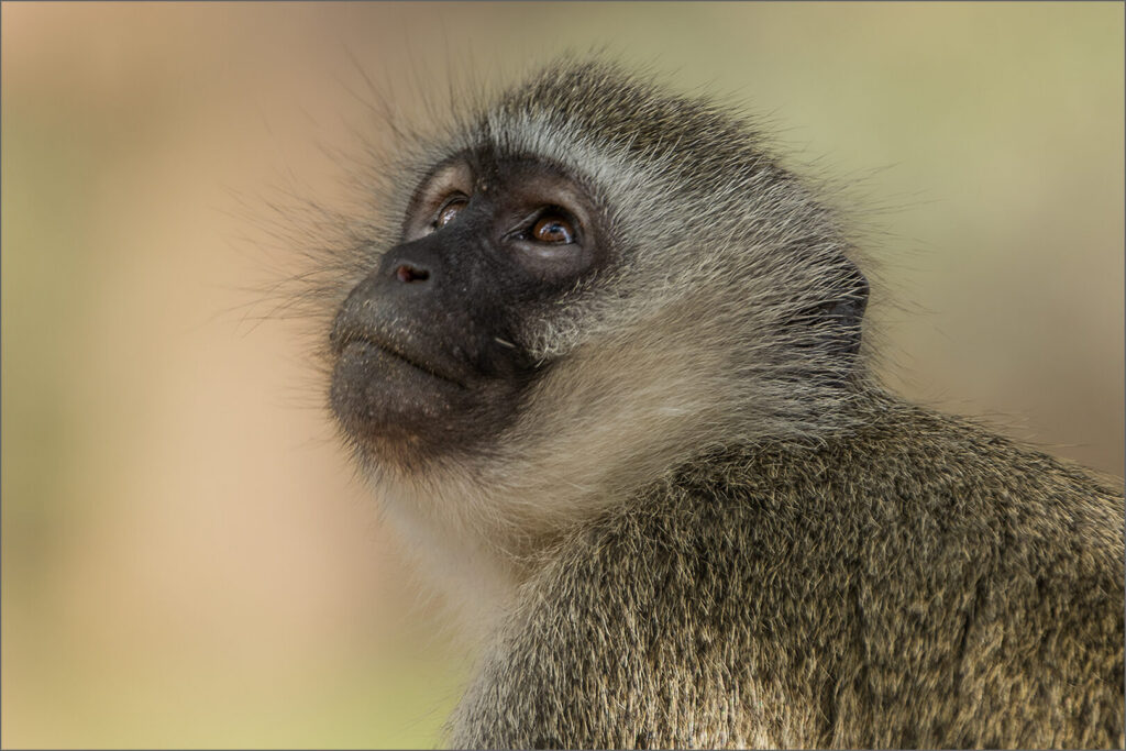 Looking Up, Maureen Fourie