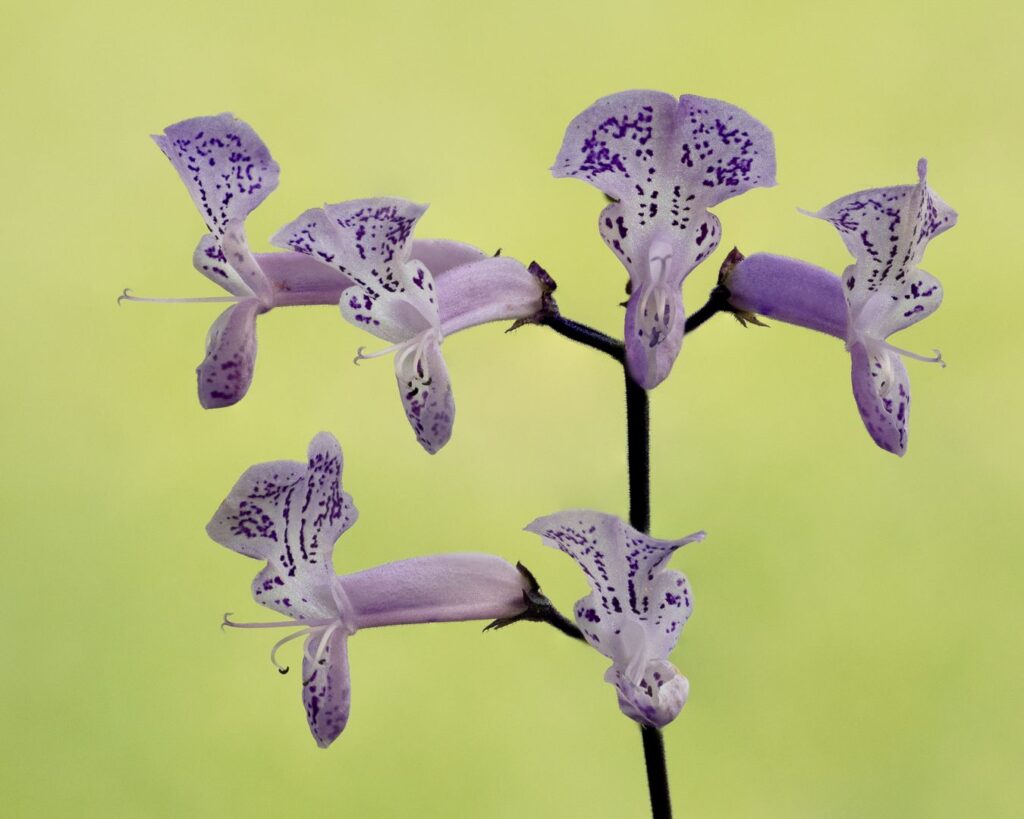 Looks Like Small Orchid