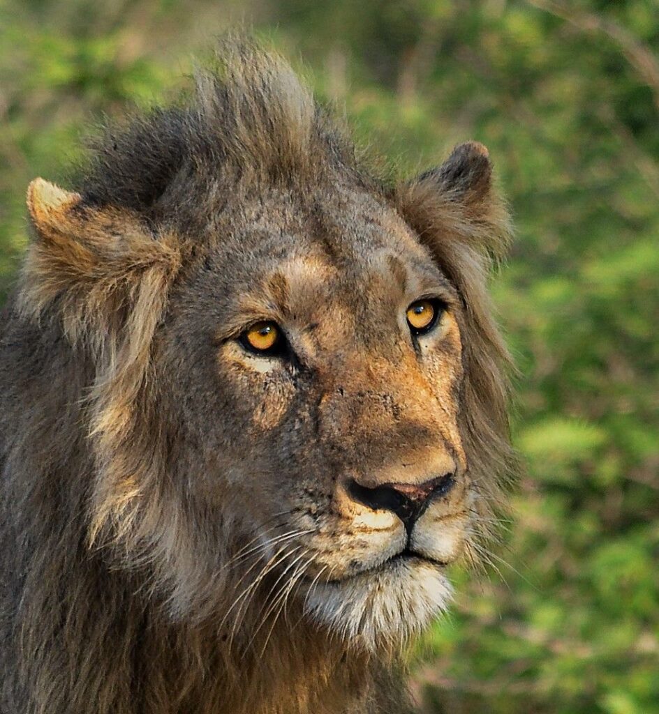 Majestic