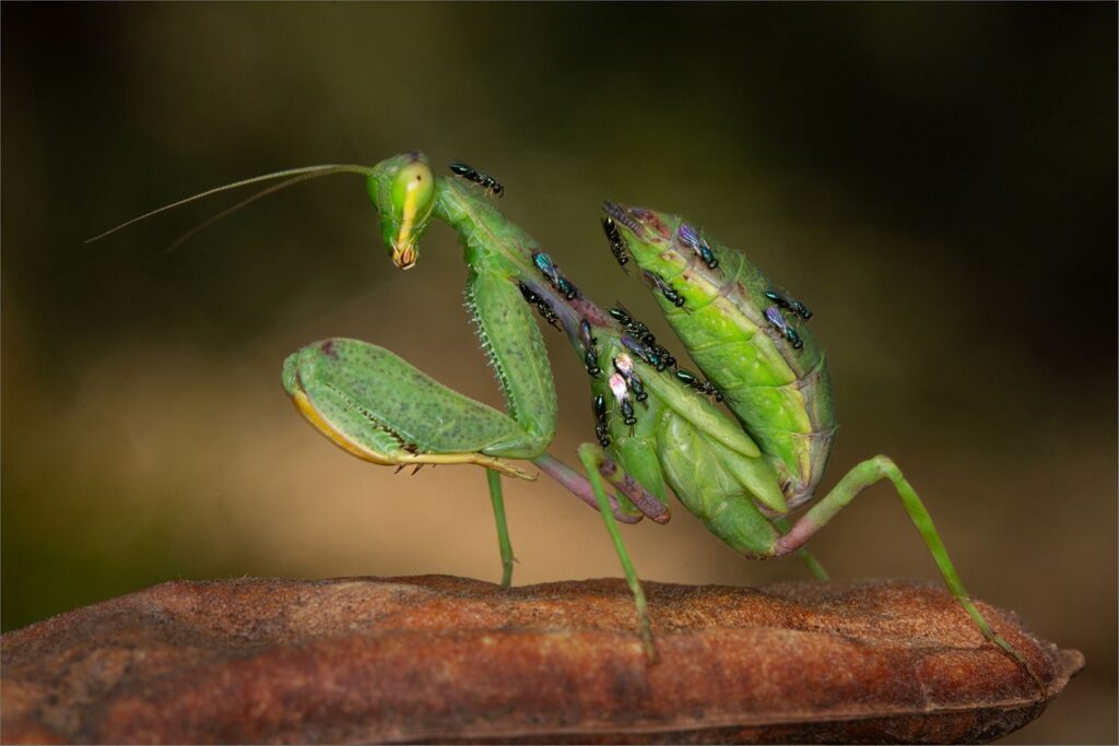 Mantis Taxi