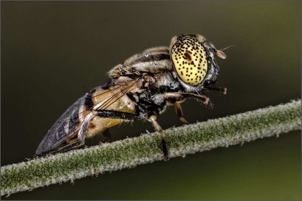 Marble eyed drone fly