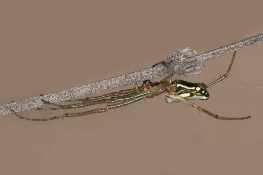 Masked Silver Marsh Spider