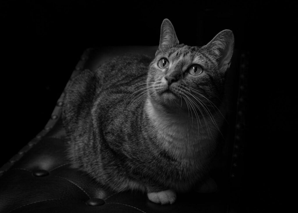 Mesmerized