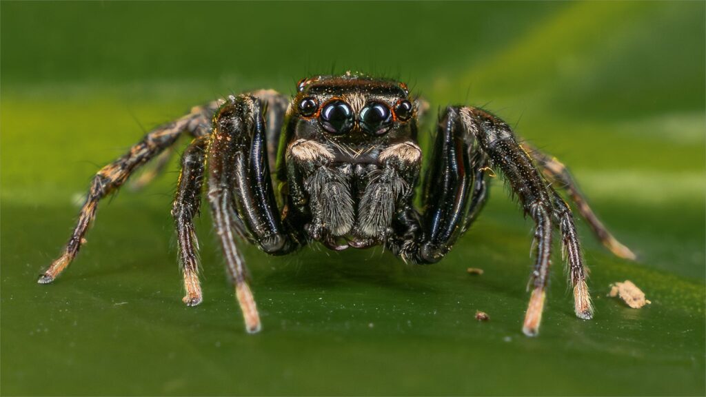 Micro Predator