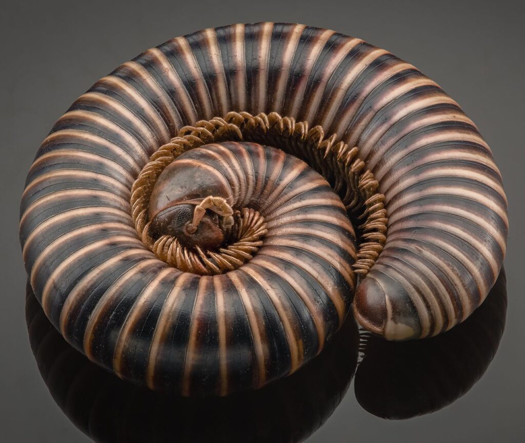 Millipede