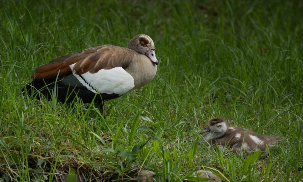 Mother and Child Reuinion Paul Simon